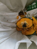 粵迎山東貝貝南瓜板栗口感源頭直發(fā)香甜兒童輔食美味粗糧新鮮蔬菜生鮮 5斤 精選裝【香甜粉糯】?jì)?.6斤 曬單實(shí)拍圖