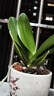 蝴蝶蘭盆栽帶花劍四季開(kāi)花客廳室內蘭花大苗桌面無(wú)花苞花好養易活 【主圖款】---【包開(kāi)花】送營(yíng)養液2包 帶2支花劍 曬單實(shí)拍圖