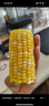 失重密碼水果玉米段2.4斤 1200g/袋 開(kāi)袋即食東北 新鮮甜玉米真空低脂早餐 曬單實(shí)拍圖