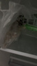 龍大肉食 豬蹄塊2斤 冷凍免切豬蹄子豬爪豬手豬腳豬蹄生鮮  鹵豬蹄醬鹵 曬單實(shí)拍圖