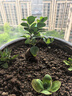 金錢榕樹盆景老樁小葉榕苗木造型盆栽人參榕室內(nèi)綠植提根綠植矮莊 中富貴榕25cm左右高度 曬單實拍圖