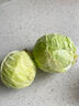 高原夏菜新鮮包菜卷心菜綠甘南菜甘藍圓白菜時(shí)令蔬菜健康營(yíng)養早餐 3斤帶箱農家好菜 曬單實(shí)拍圖
