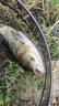 金龍魚(yú)餌鰱連發(fā)600克鰱鳙餌料浮釣大頭魚(yú)花鰱手竿專(zhuān)用白鰱餌料 鰱連發(fā)600g*2包 曬單實(shí)拍圖