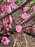 沁茗毓梅花盆栽老樁紅梅臘梅盆景高桿紅梅耐寒室內陽(yáng)臺庭院骨里紅梅花 紅梅樹(shù)【粗4公分】 帶原土球發(fā)貨 曬單實(shí)拍圖