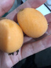 正宗云南蒙自枇杷5斤純甜新鮮水果當季現摘止咳大五星長(cháng)虹琵琶y 1斤中果【現摘現發(fā)】 曬單實(shí)拍圖