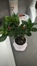小盆梔子花盆栽四季開(kāi)花不帶花苞室內綠蘿水培花卉綠植物好養易活 20-30cm【1株】好多月開(kāi)花 濃香型梔子花【帶花苞】10天開(kāi)花 曬單實(shí)拍圖