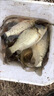 名倫魚(yú)空古鯽魚(yú)竿鯉魚(yú)手桿超輕超細超硬十大品牌28調臺釣魚(yú)竿高檔 2.7m 尊享版28調+備用竿稍+禮包 曬單實(shí)拍圖