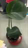 龜背竹盆栽客廳室內大葉植物小苗花卉耐除甲醛好養桌面綠植 小龜背竹30cm基地原盆 無(wú)規格 曬單實(shí)拍圖