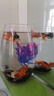 精品小金魚活魚冷水魚小金魚活魚淡水錦鯉觀賞魚好養(yǎng)耐活魚不加溫 4-6cm隨機金魚6條 包損5備損1 曬單實拍圖