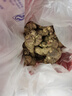 雙品【沙姜新鮮】廣東茂名化州特產(chǎn)生砂姜椰子白切雞蘸料山奈蘸料 茂名沙姜1斤 曬單實拍圖