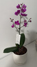 蝴蝶蘭盆栽帶花苞雙劍精品綠植高級感花卉苗多季開(kāi)花 送掛件卡片 滿(mǎn)天紅蝴蝶蘭【帶花苞】 曬單實(shí)拍圖