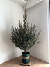 20 Q2025款真的圣誕樹(shù)真樹(shù)挪威云杉樹(shù)盆栽松樹(shù)諾貝松樹(shù)苗客廳綠植香松 【客廳】1.2-1.4米高+配件 曬單實(shí)拍圖
