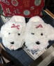 馬爾濟斯可愛(ài)棉拖鞋新款室內家居防滑保暖加絨棉拖毛毛拖鞋女冬季 白色蝴蝶結 36-37 曬單實(shí)拍圖