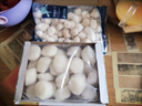 立貝柱 澳帶子 冷凍海產(chǎn)品 大中小號規格齊全 每盒兩斤 鮮瑤柱 L號1000G 曬單實(shí)拍圖