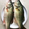 鮮活沖浪大鱸魚(yú)600-750g/條 曬單實(shí)拍圖