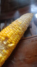 【云南高原玉米】現摘新鮮水果玉米新鮮甜玉米棒生鮮蔬菜可生吃 新鮮水果玉米 4斤 帶箱 300g起 曬單實(shí)拍圖