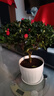 杜鵑花苗盆栽帶花苞發(fā)貨四季開(kāi)花植物大棵好養活陽(yáng)臺室內綠植花卉 特大盆紅色杜鵑花+仿木桶盆 曬單實(shí)拍圖
