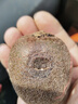 京鮮生 陜西徐香綠心獼猴桃 24粒單果90-110g 新鮮水果 源頭直發(fā) 曬單實拍圖