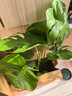 龜背竹客廳綠植室內大盆栽辦公室植物盆景好養活四季常青 龜背竹40厘米2顆苗（原盆） 含盆 曬單實(shí)拍圖