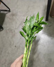 植男植女綠富貴竹水培竹子植物綠植室內(nèi)好養(yǎng)盆栽不帶根發(fā)財6/70cm源頭直發(fā) 曬單實拍圖