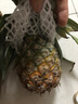 廣東香水菠蘿 徐聞菠蘿 新鮮水果非鳳梨現采現摘整箱包郵 【1個(gè)裝】?jì)糁?.3斤-1.5斤 曬單實(shí)拍圖