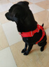 拉夫威爾ruffwear福朗特胸背狗狗胸背帶大小型犬拉布拉多背心式牽引背帶 峽谷紅 S 曬單實(shí)拍圖