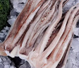 新鮮魷魚(yú)須鮮活冷凍八爪魚(yú)頭須現切章魚(yú)須魚(yú)腿燒烤鐵板食材生鮮 魷魚(yú)須【1斤裝】 曬單實(shí)拍圖