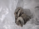 東上御品蝦 青島大蝦基圍蝦鮮活青蝦白蝦海蝦對蝦冰蝦凍蝦生鮮 蝦類(lèi) 海鮮 3斤(凈重)  氣凍大蝦【活蝦速凍】 15-18cm【單只超大蝦】 曬單實(shí)拍圖
