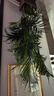 中夢(mèng)散尾葵植物盆栽客廳大型綠植室內辦公室鳳尾竹盆景天堂鳥(niǎo)花卉 散尾葵高1-1.2米一盆 曬單實(shí)拍圖