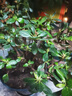 四季開(kāi)花 西洋杜鵑花苗盆栽室內庭院植物紫杜娟花樹(shù)映山紅帶花苞 紅杜鵑6年苗（帶花苞） 不帶盆 曬單實(shí)拍圖