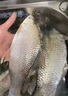 魚誘土鯪魚餌料腥香型廣東土鯪最愛魚餌窩料江河湖泊野釣魚餌通殺飼料 2包餌料1000克+送1瓶小藥100毫升 曬單實拍圖