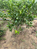 傾潤新品種青皮蜜桔苗 日南一號桔苗早熟青柑橘苗 嫁接無(wú)核蜜桔子樹(shù)苗 5年苗當年結果多 111cm(含)-140cm(含) 曬單實(shí)拍圖