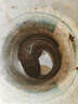 富源百川317二代綜合魚(yú)竿鯽魚(yú)竿鯉魚(yú)臺釣手桿釣魚(yú)桿碳素超輕超硬魚(yú)桿4.8m 曬單實(shí)拍圖