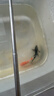錦鯉魚(yú)活體觀(guān)賞魚(yú)活魚(yú)小型易養冷水淡水魚(yú)小魚(yú)苗錦鯉金魚(yú)好看錦鯉 6-8cm 六色錦鯉套餐6條 曬單實(shí)拍圖