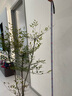 植男植女南天竹室內辦公室精品大型綠植盆栽客廳造景真樹(shù)四季常青源頭直發(fā) 曬單實(shí)拍圖