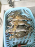 鮮活桂魚(yú)400-500g 曬單實(shí)拍圖