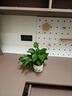 雅致40-50cm龜背竹花卉盆栽客廳綠植室內好養辦公室桌面擺件源頭直發(fā) 曬單實(shí)拍圖