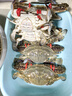 鮮活桂魚(yú)400-500g 曬單實(shí)拍圖