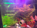 元童孔雀魚(yú)繁殖盒漂浮魚(yú)缸隔離盒小魚(yú)魚(yú)苗孵化盒母魚(yú)產(chǎn)房魚(yú)缸孵化器 藍色【小號套裝】 【漂浮式繁殖隔離盒-高清透亮】 曬單實(shí)拍圖