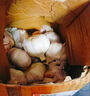 特大河南大蒜頭調料蒜蓉2025年新蒜頭蔬菜 河南中牟農家蒜（50mm - 60mm特大） 1斤【當季干蒜 小份嘗鮮】 曬單實(shí)拍圖