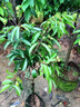 景琳涵正宗荔枝樹(shù)苖嫁接特大無(wú)核荔枝果樹(shù)果苗妃子笑庭院種植產(chǎn)量高果苗 【當年結果】白糖罌（80-110cm高）不活包賠 曬單實(shí)拍圖