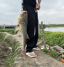 金龍魚(yú)餌鰱連發(fā)600克鰱鳙餌料浮釣大頭魚(yú)花鰱手竿專(zhuān)用白鰱餌料 鰱連發(fā)600g*2包 曬單實(shí)拍圖