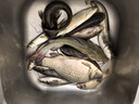 釣魚(yú)王薯香螺鯉瘋釣鯽釣鯽魚(yú)鯉魚(yú)鰱鳙土鯪魚(yú)餌料魚(yú)餌野釣打窩料釣魚(yú)餌 曬單實(shí)拍圖