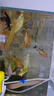 大型純種錦鯉觀(guān)賞魚(yú)冷水魚(yú)淡水魚(yú)活魚(yú)招財魚(yú)好養耐活養不死風(fēng)水魚(yú) 七星高照（隨機顏色7條） 8-10厘米 曬單實(shí)拍圖