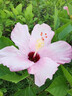 騰龍（Tamron）F072S 90mm F2.8 Di III MACRO VXD定焦微距鏡頭 人像昆蟲(chóng)花草口腔 全畫(huà)幅微單鏡頭(索尼全幅E口) 曬單實(shí)拍圖