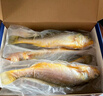 鮮京采 冷凍三去黃花魚(yú)(寧德大黃魚(yú))1700g (5條裝)  禮盒 生鮮海魚(yú)  曬單實(shí)拍圖