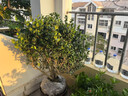 無(wú)刺枸骨樹(shù)苗球盆景庭院構枸骨子吉祥果鐵冬青滿(mǎn)堂紅狗骨四季常青 無(wú)刺枸骨冠幅70-80公分 曬單實(shí)拍圖