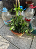 飛沭球蘭花盆栽室內(nèi)陽臺藤本植物花卉銀斑白花球蘭花苗 銀斑球蘭【大顆苗】 曬單實拍圖