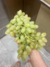 南步河北宣化牛奶葡萄【順豐空運】馬奶提子美人指懷來(lái)葡萄新鮮水果 【馬奶葡萄】4斤 精品果 曬單實(shí)拍圖