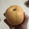 京鮮生山東煙臺萊陽(yáng)秋月梨凈重3斤單果300g  新鮮水果 源頭直發(fā)包郵 曬單實(shí)拍圖
